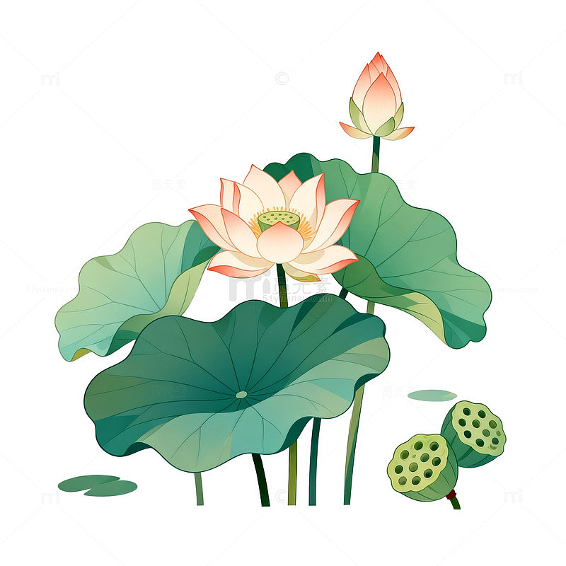 水墨风荷花莲花手绘插画设计素材