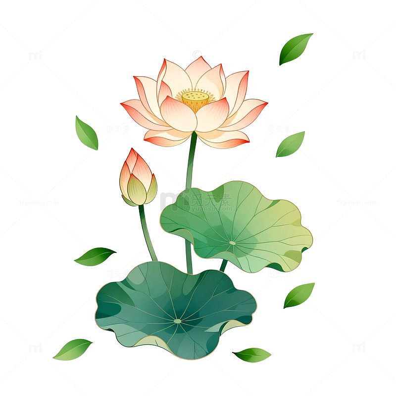 淡雅荷花插画设计素材