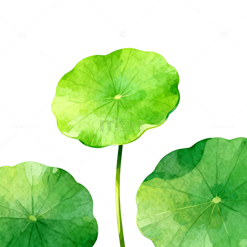 水彩荷叶植物插画设计素材