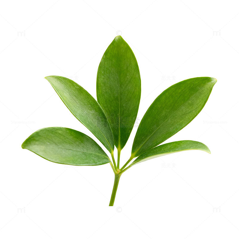 绿色植物叶片特写
