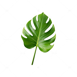 绿色植物叶片特写