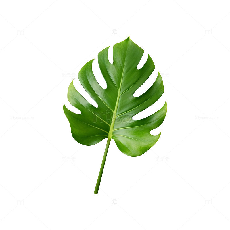 绿色植物叶片特写