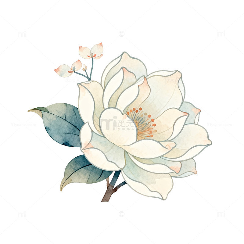 淡雅水彩玉兰花插画
