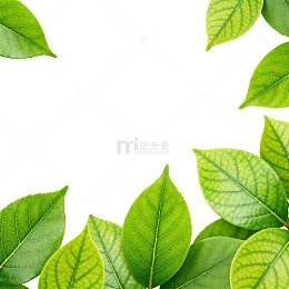 绿叶边框清新自然装饰设计素材