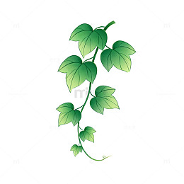 绿色藤蔓植物插画素材