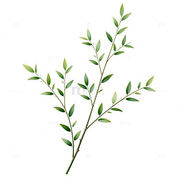 绿植枝叶手绘插画