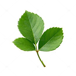 绿叶植物特写素材