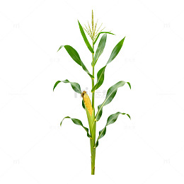 玉米植株插画
