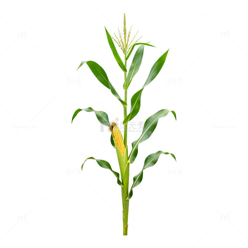 玉米植株插画