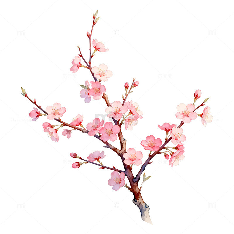 水彩樱花盛开图