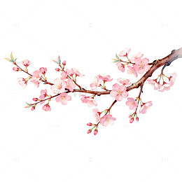 水彩樱花枝条插画