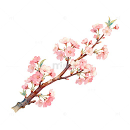 樱花枝春天花卉水彩画