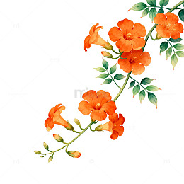 橙色花朵装饰插画