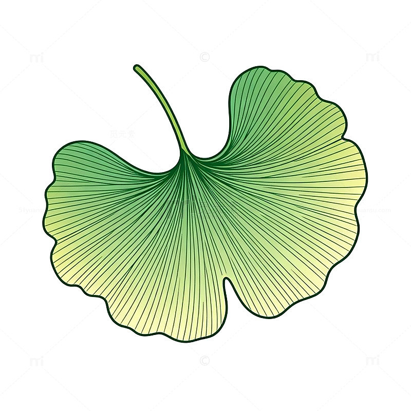 银杏叶手绘插画素材