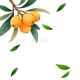 枇杷果实插画设计素材