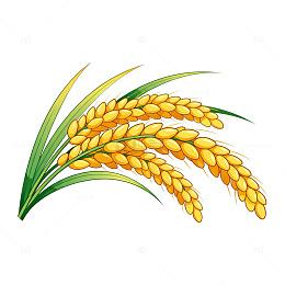 手绘水稻插画素材