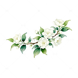 水彩茉莉花枝条插画