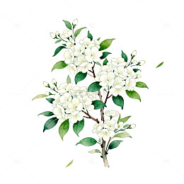 手绘白色花卉插画素材