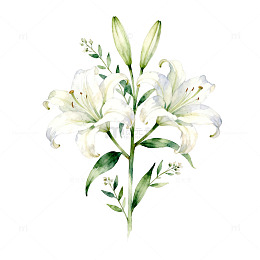 水彩百合花插画素材