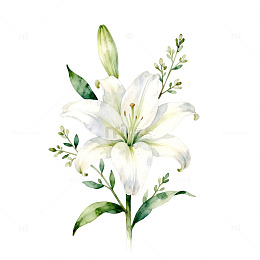 水彩白百合花卉插画