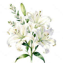 百合花束水彩画素材