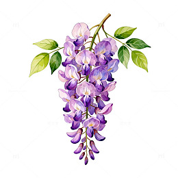 紫藤花插画设计素材