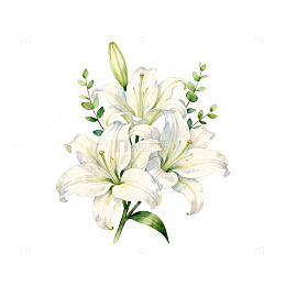 水彩白百合花卉插画设计素材