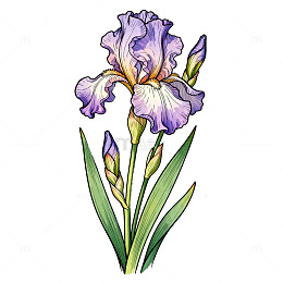 鸢尾花插画手绘水彩画素材