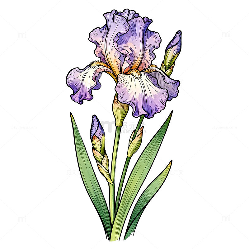 鸢尾花插画手绘水彩画素材