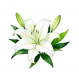 百合花手绘插图