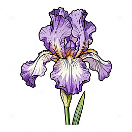 紫色鸢尾花插画图案