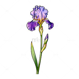 手绘紫色鸢尾花插画