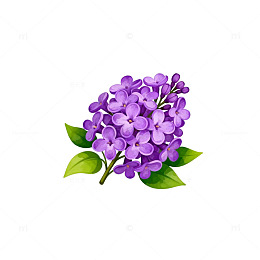 丁香花插画设计素材