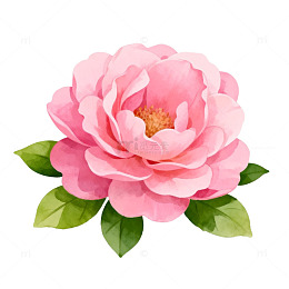 粉色山茶花矢量插画