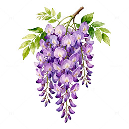 紫藤花插画素材