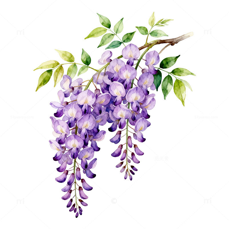 紫色藤萝花卉插画
