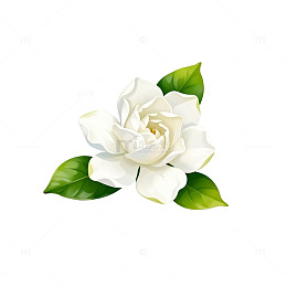 清新自然栀子花插画素材