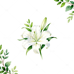 清新百合花手绘插画设计素材