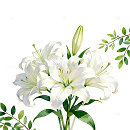 水彩百合花插画设计素材