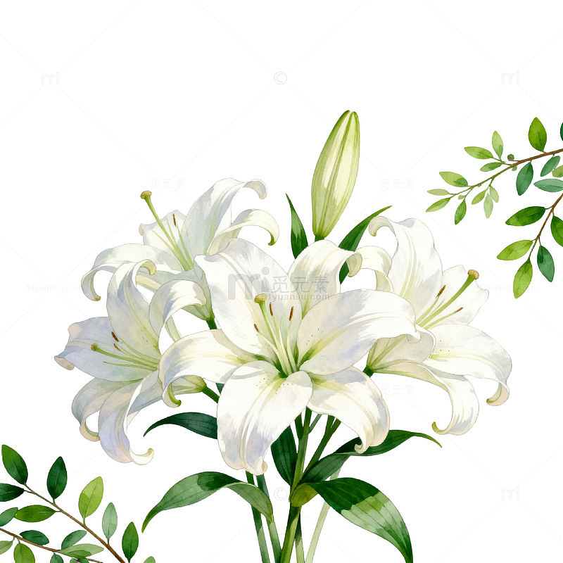 水彩百合花插画设计素材