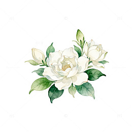水彩白玫瑰花束插画