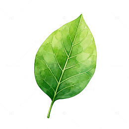 绿色叶子手绘插画素材