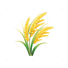 插画风格水稻元素设计素材