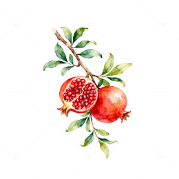 水彩石榴水果插画素材