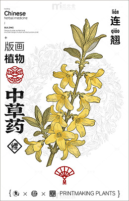 版画风格连翘中草药设计素材