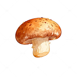 水彩画牛肝菌插画