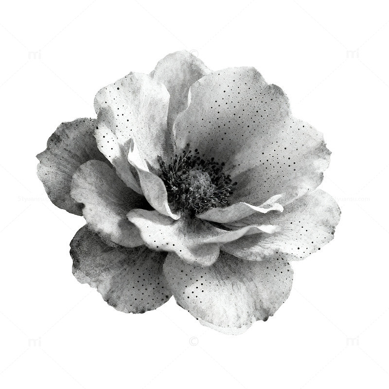 黑白水墨花卉插画艺术作品