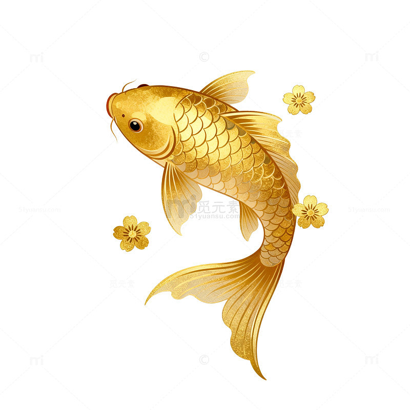 金色锦鲤樱花插画