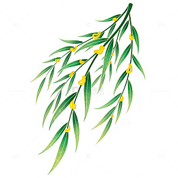 柳叶黄花手绘插画