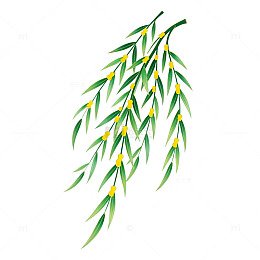 手绘柳枝迎春花开